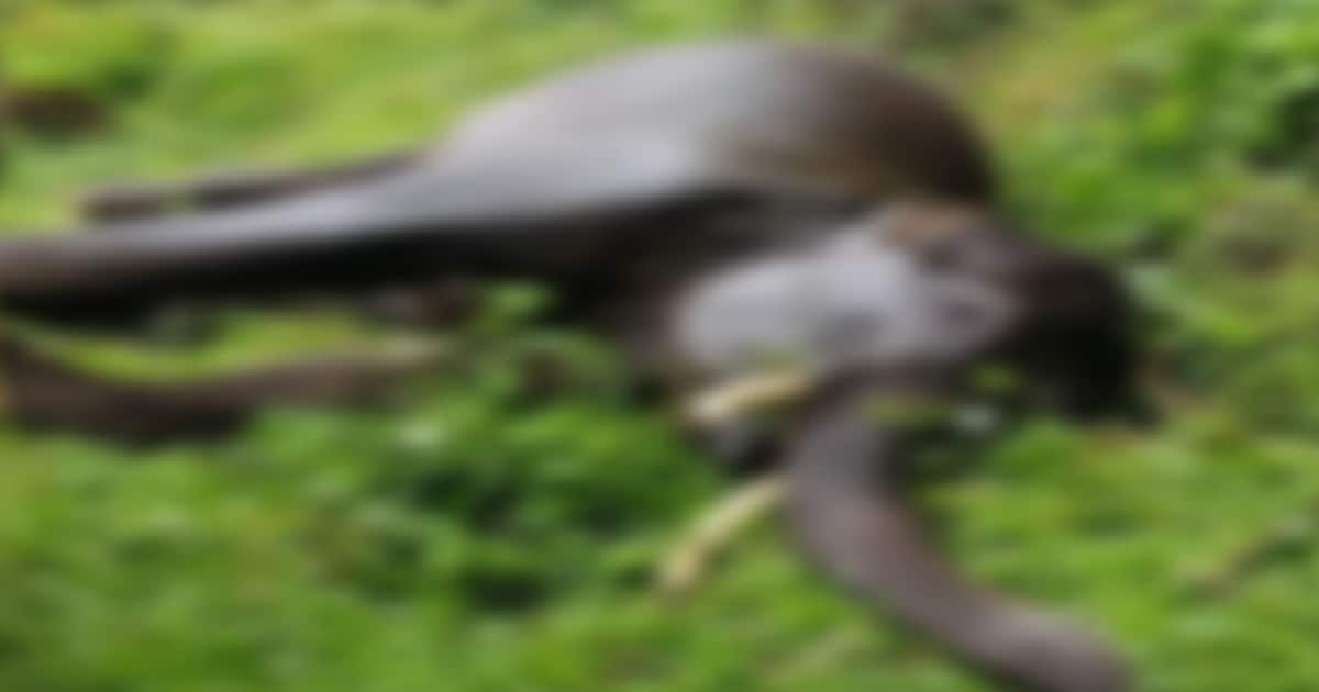 wild-elephant-1-_1200x630xt.jpg