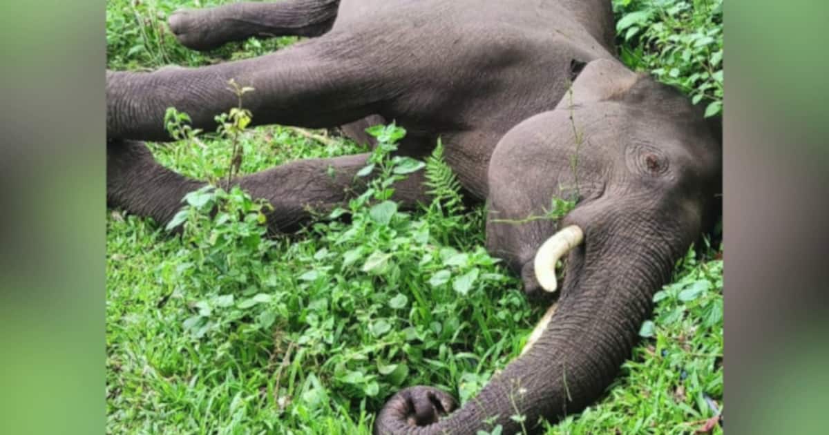 wild-elephant-2-_1200x630xt.jpg
