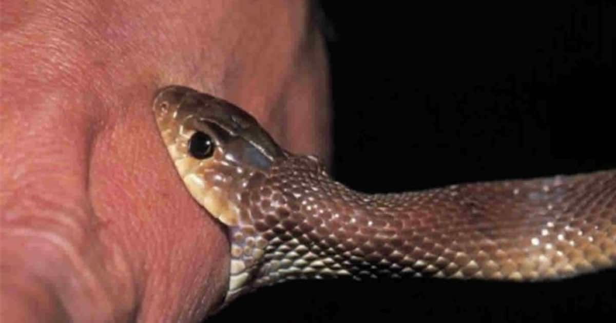 world-snake-day-2022_1200x630xt.jpg