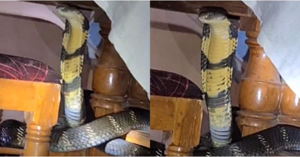 1732469792_king-cobra_1200x630xt.jpg