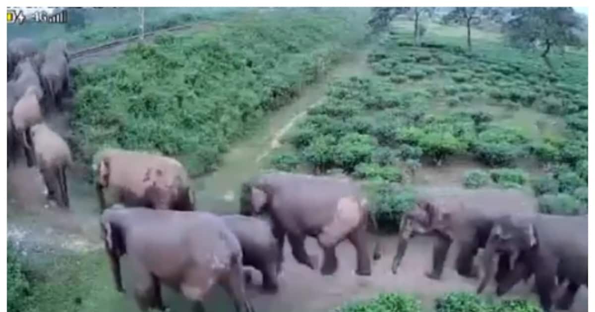 95-elephants-cross-railway-tracks_1200x630xt.jpg