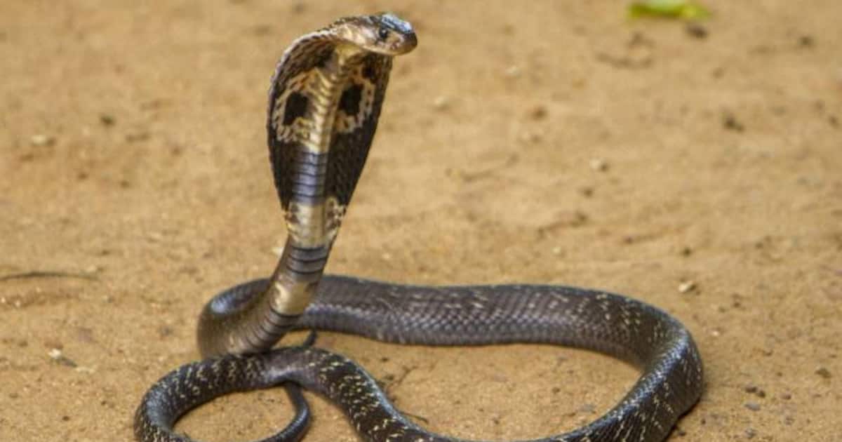 Cobra-snake-kota-1724473597066_1200x630xt.jpg