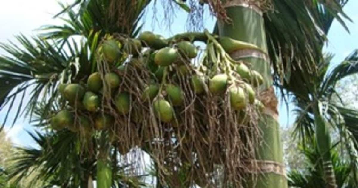 arecanut-jpg_1200x630xt.jpg