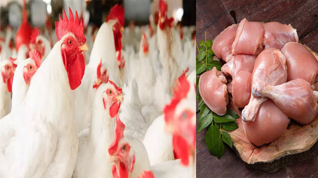 chicken.1.3008410.jpg