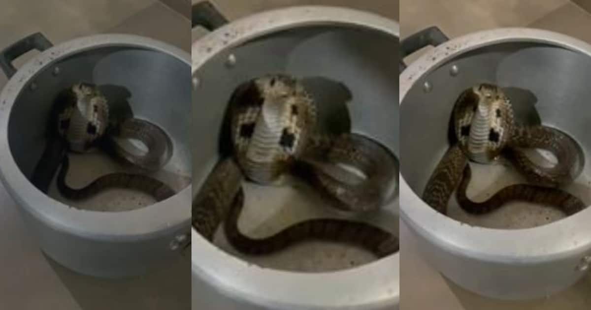 cobra-snake_1200x630xt.jpg