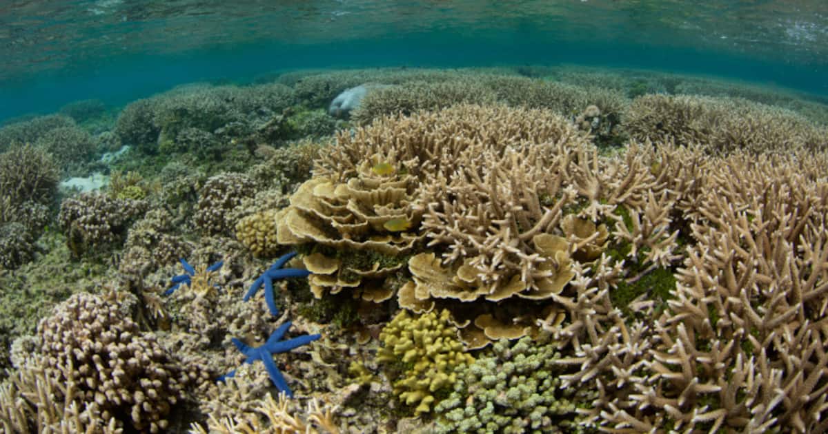 coral-reef_1200x630xt.jpg