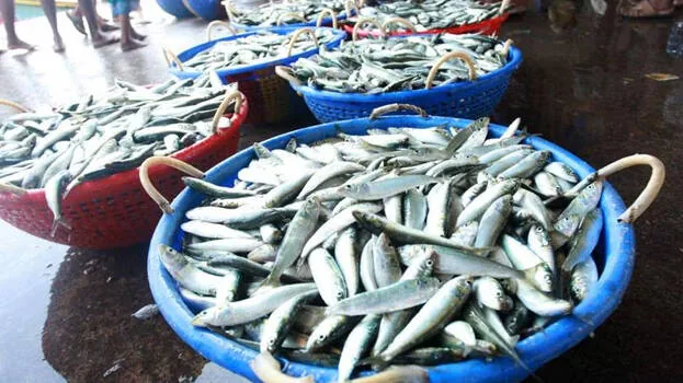 fish.1.2996431.jpg