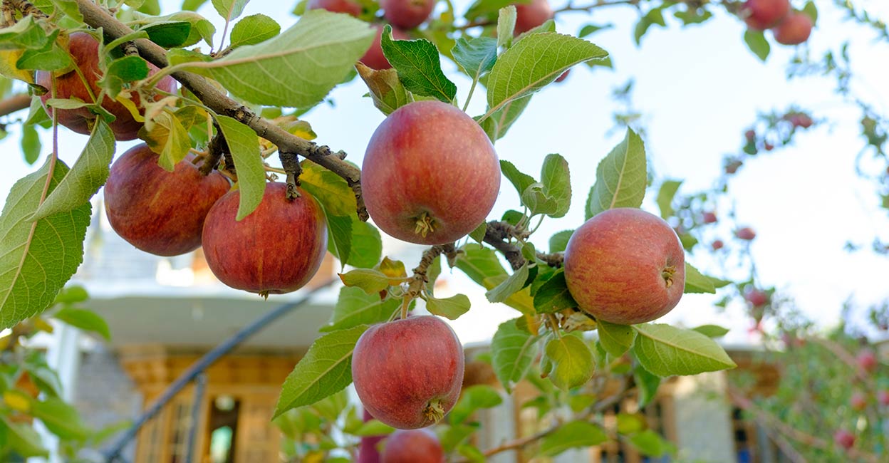 karkitchoo-apple-art1.jpg