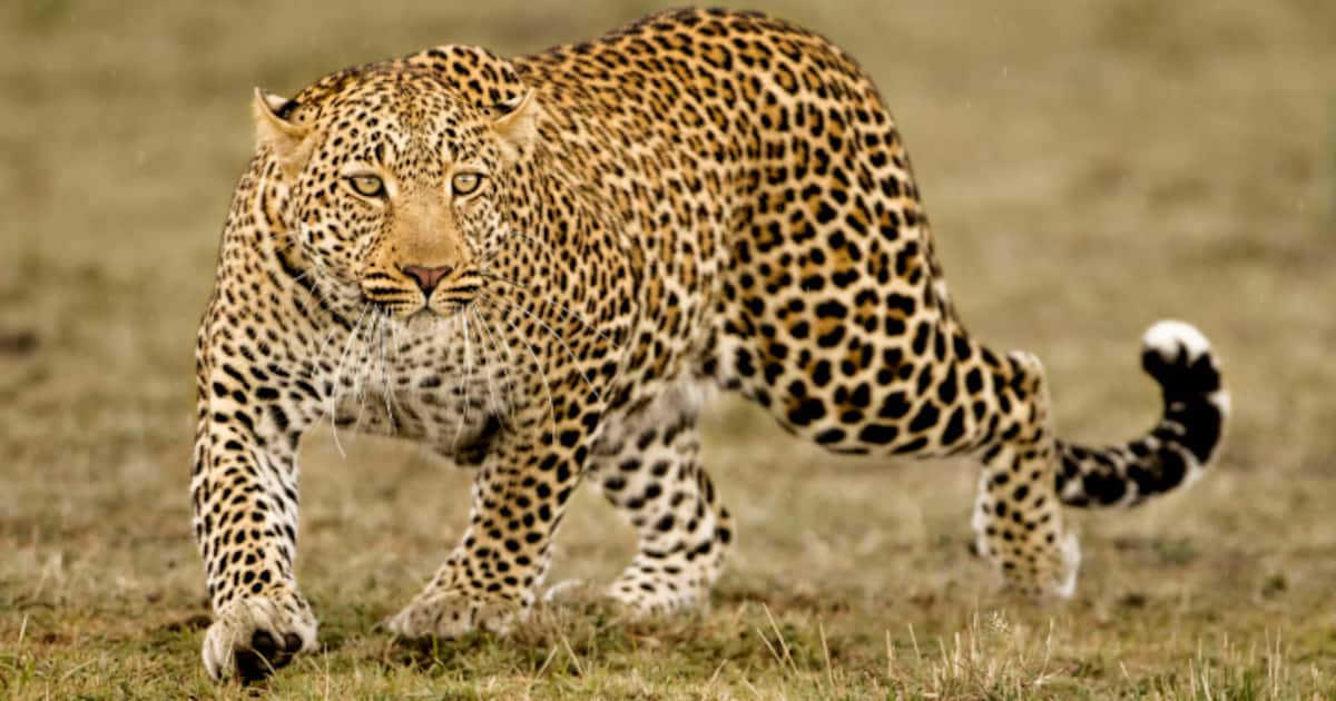 leopard-1711208891579_1200x630xt.jpg