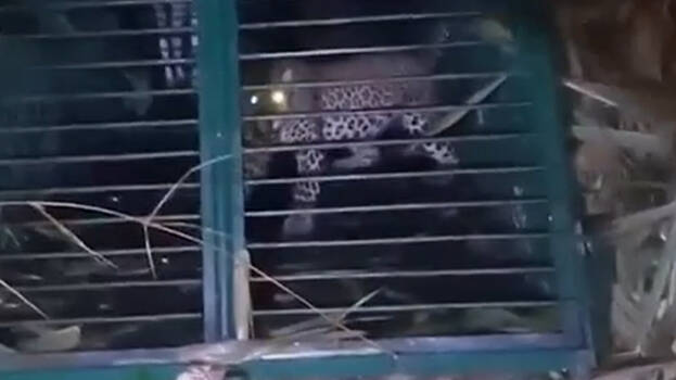 leopard.1.2998189.jpg