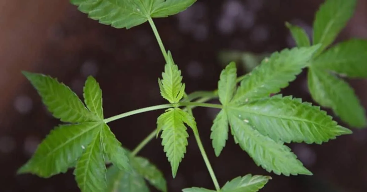 marijuana-effect-6-jpg_1200x630xt.jpg