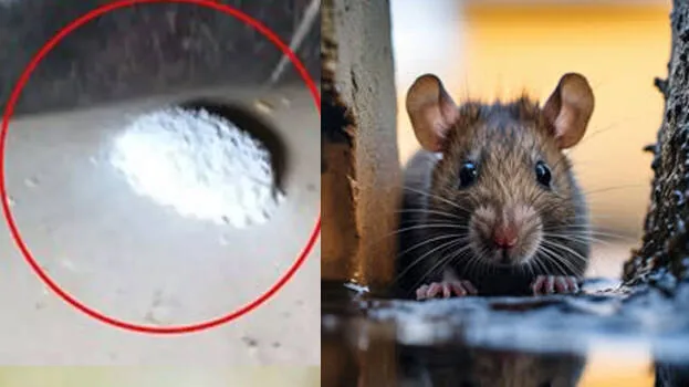 rat.1.2998267.jpg
