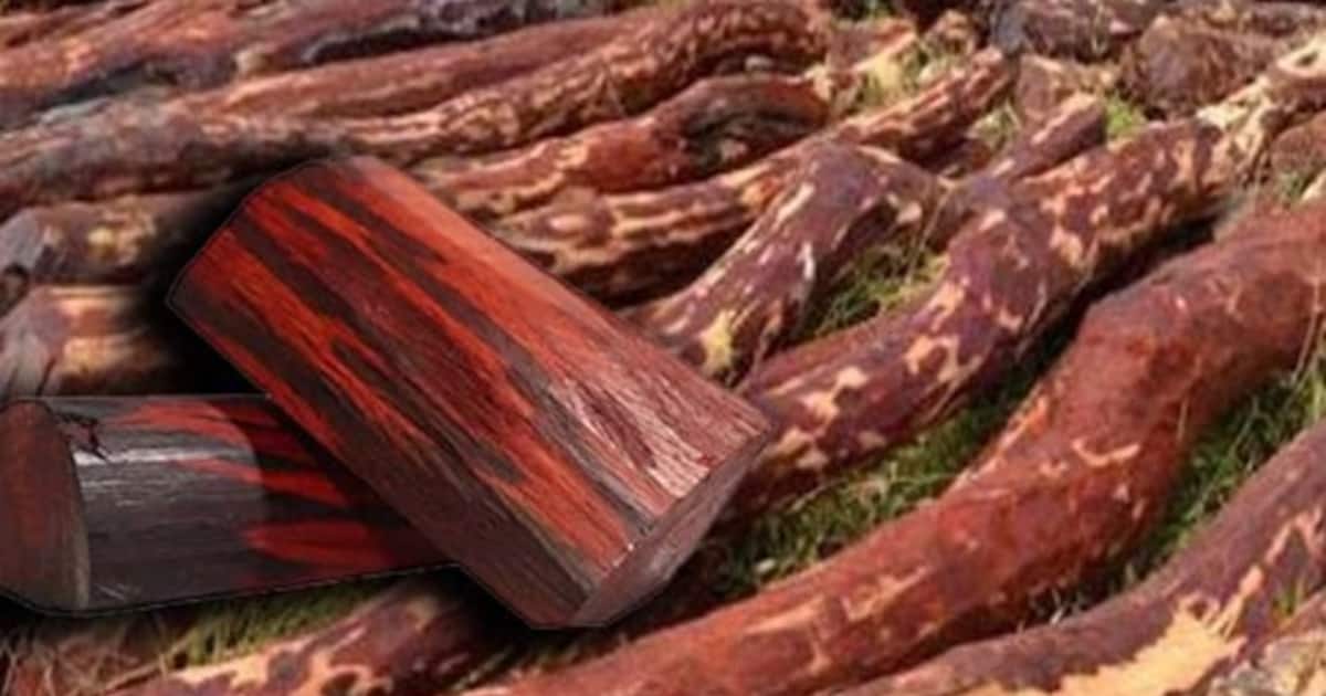 red-sandalwood-smuggling-1696601042584_1200x630xt.jpg