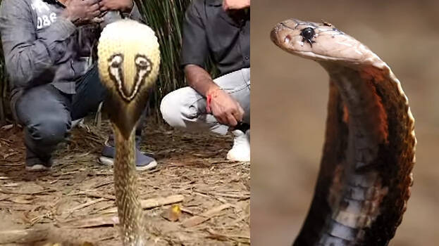 snake-master.1.2999754.jpg