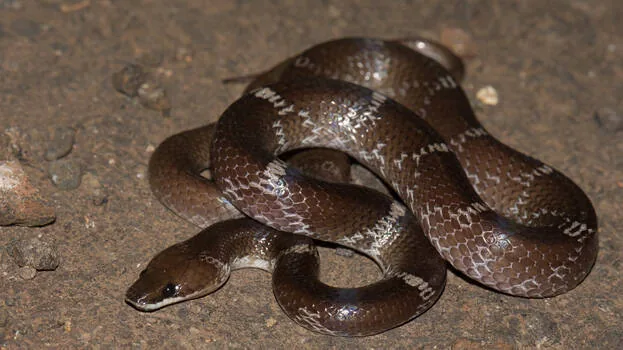 snake.1.2988581.jpg