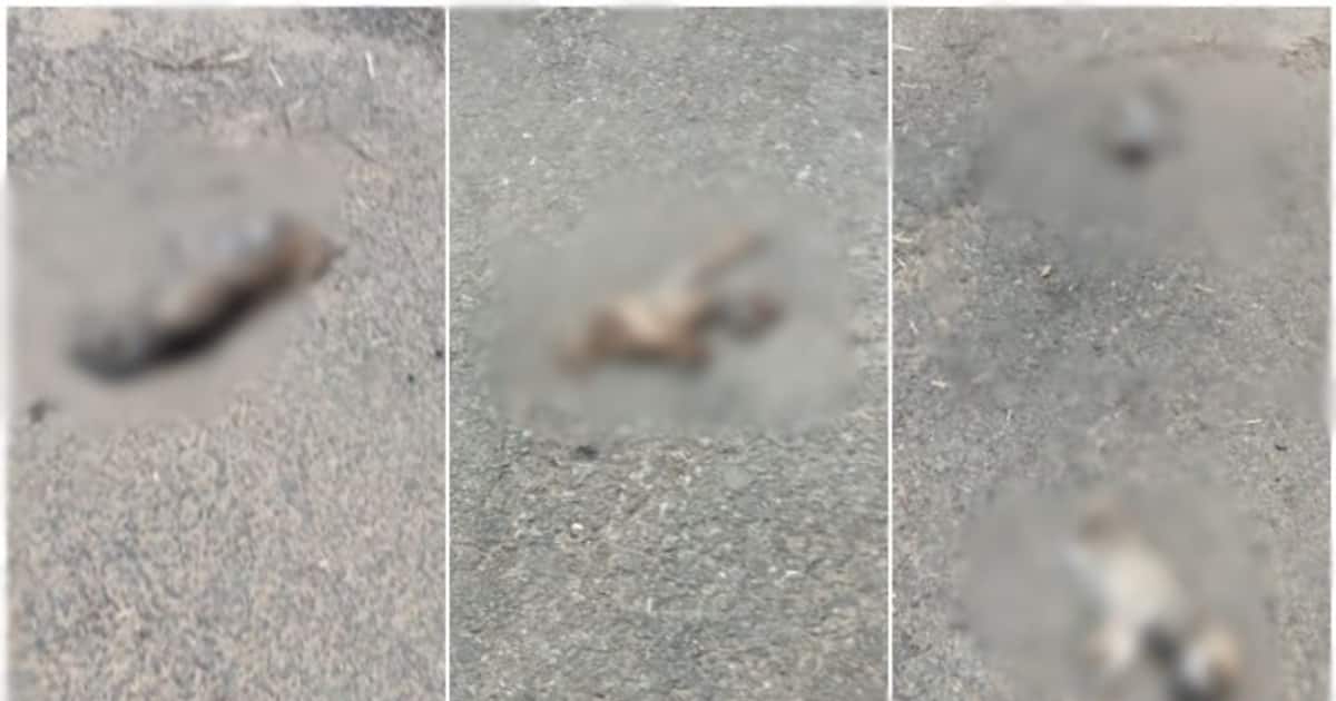 stray-dogs-killed_1200x630xt.jpg