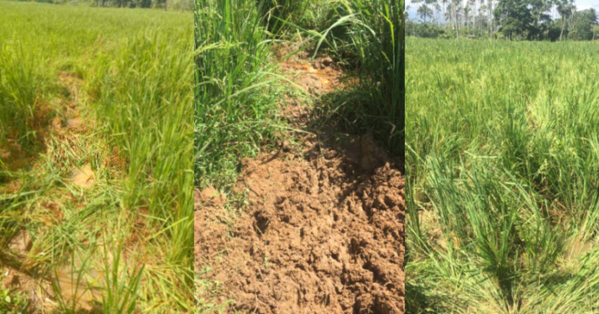 wild-elephant-destroyed-paddy-field-in-wayanad_1200x630xt.jpg