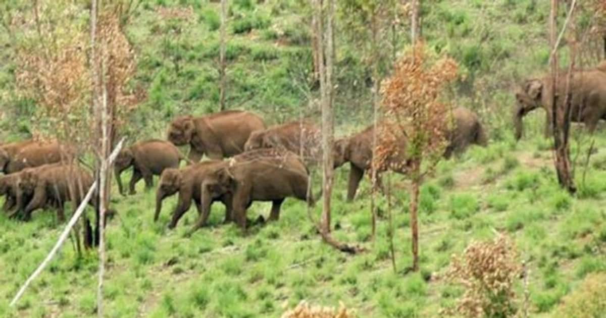 wild-elephants-jpg-710x400xt-jpg_1200x630xt.jpg