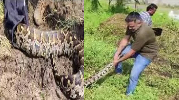 python.1.3064082.jpg