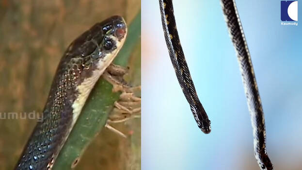 snake-master.1.3055889.jpg