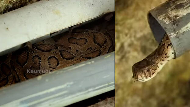 snake.1.3063637.jpg