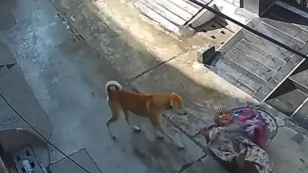 dog-attack.1.3105587.jpg