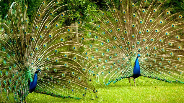 peacock.1.3105598.jpg