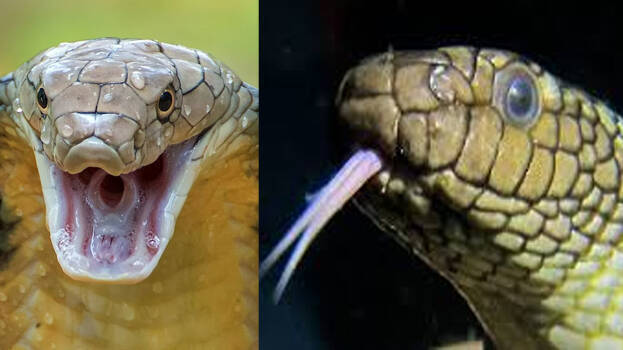 snake.1.3085860.jpg