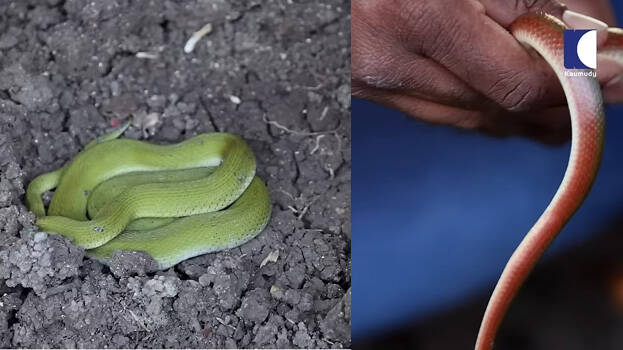 snake.1.3087279.jpg