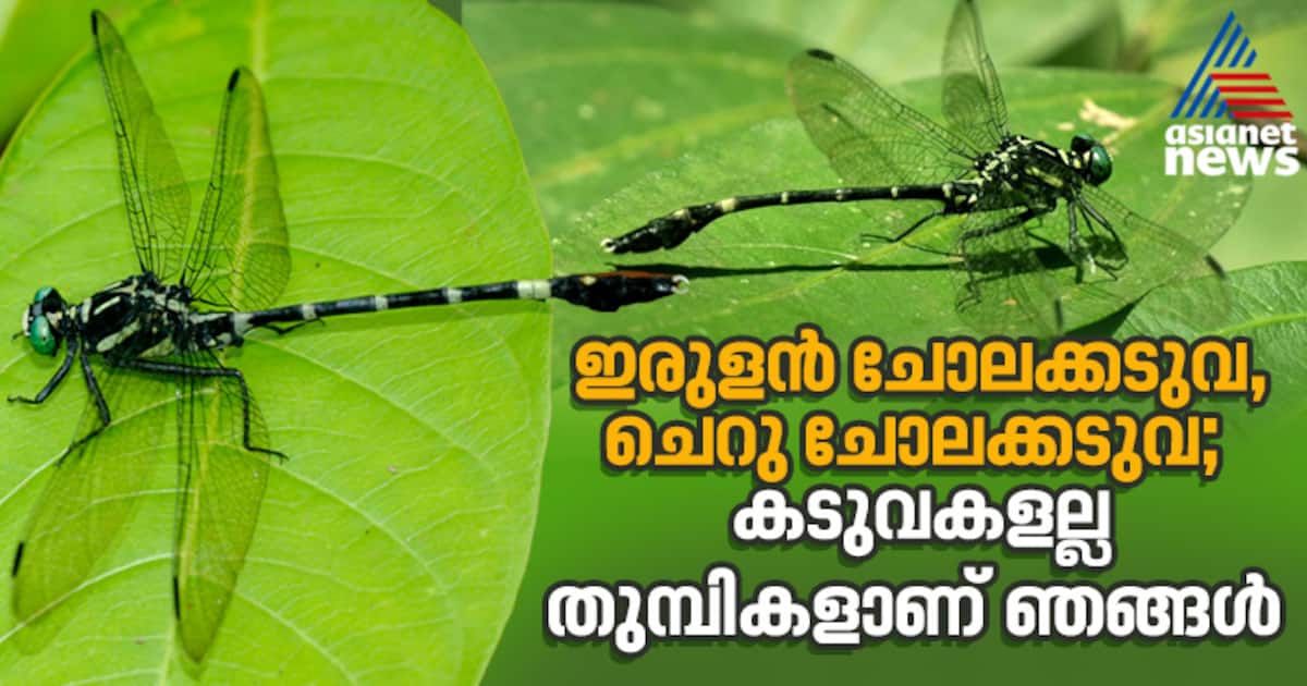 മഹാരാഷ്ട്രയ്ക്കും കേരളത്തിനും പുതിയ ബന്ധം; കടുവാത്തുമ്പി കുടുംബത്തിലേക്ക് രണ്ട് പുതിയ അതിഥികൾ കൂടി