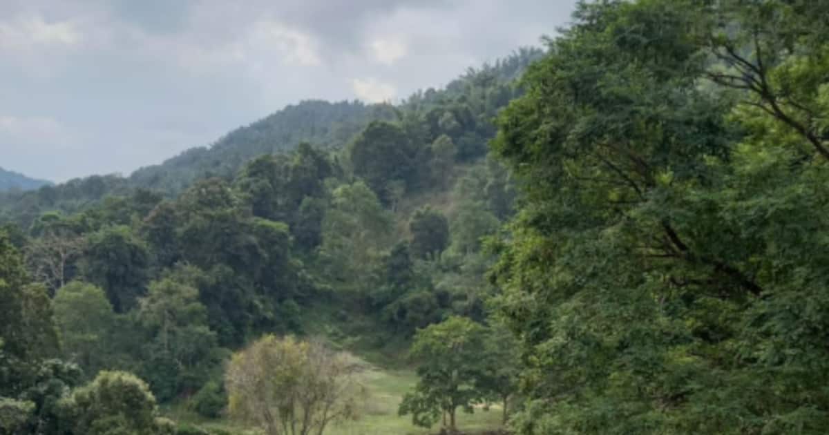 അട്ടപ്പാടിയിലെ രണ്ട് ഊരുകളോട് ചേര്‍ന്ന ഇടം; ആളൊഴിഞ്ഞ കാട്ടിനുള്ളിലെത്തിയ ഉദ്യോഗസ്ഥര്‍ കണ്ടത് വൻ