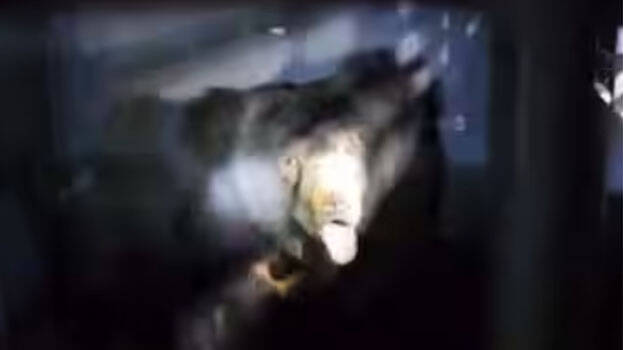 bear.1.3135533.jpg
