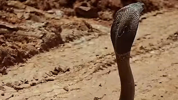 cobra.1.3128146.jpg