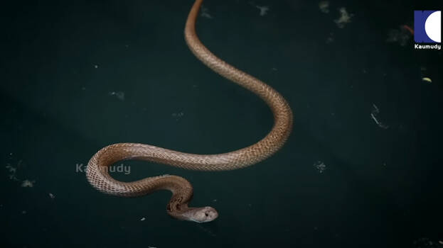 cobra.1.3132422.jpg