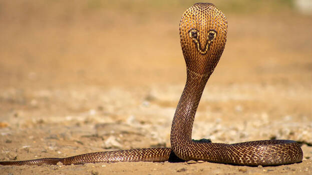 cobra.1.3140932.jpg