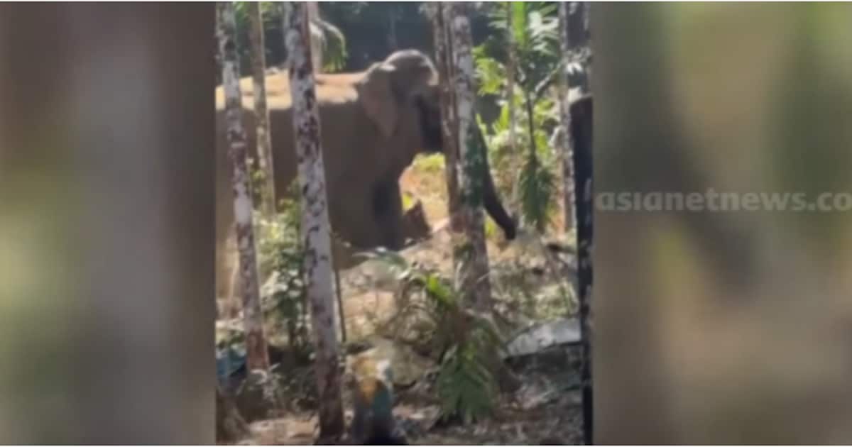 പട്ടാപ്പകൽ അങ്കണവാടി വരെ കാട്ടാനയെത്തി; കുട്ടികളെ വീടിനു പുറത്തേക്ക് വിടാൻ ഭയമെന്ന് അമ്മമാർ