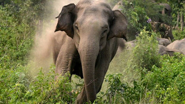 elephant.1.179370.jpg