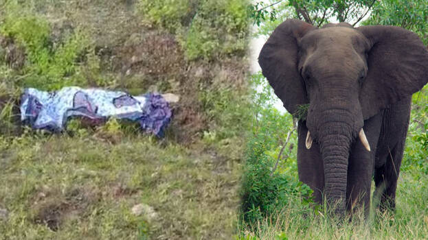 elephant.1.3133943.jpg