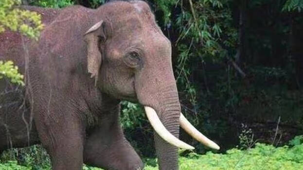 elephant.1.3135563.jpg