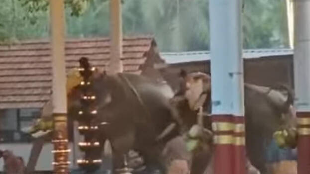 elephant.1.3137758.jpg