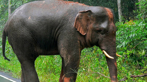 elephant.1.3148218.jpg