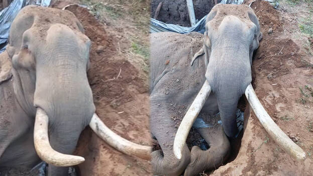 elephant.1.3160623.jpg
