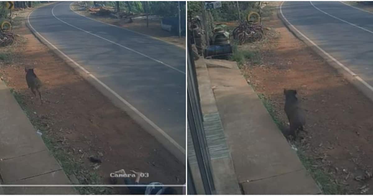 അരീക്കോട് വെള്ളേരി അങ്ങാടിയിൽ മദ്രസ വിദ്യാർത്ഥികൾക്ക് നേരെ പാഞ്ഞടുത്ത് കാട്ടുപന്നി; പരിക്ക്, ചികിത്സ