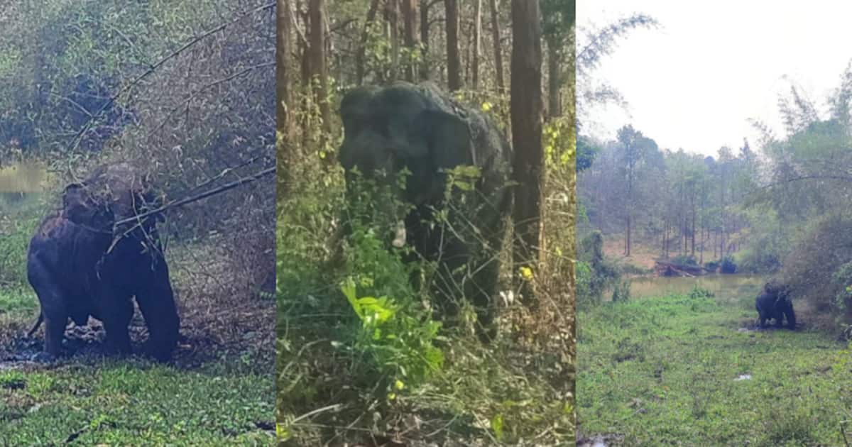 വയനാട്ടിൽ കാട്ടാന പരിക്കേറ്റ നിലയിൽ, മുൻകാലിന് ഗുരുതര പരിക്ക്; നിരീക്ഷിച്ച് വനംവകുപ്പ്