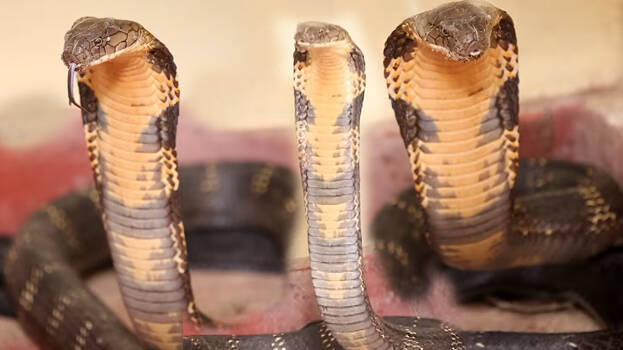 king-cobra.1.3149825.jpg