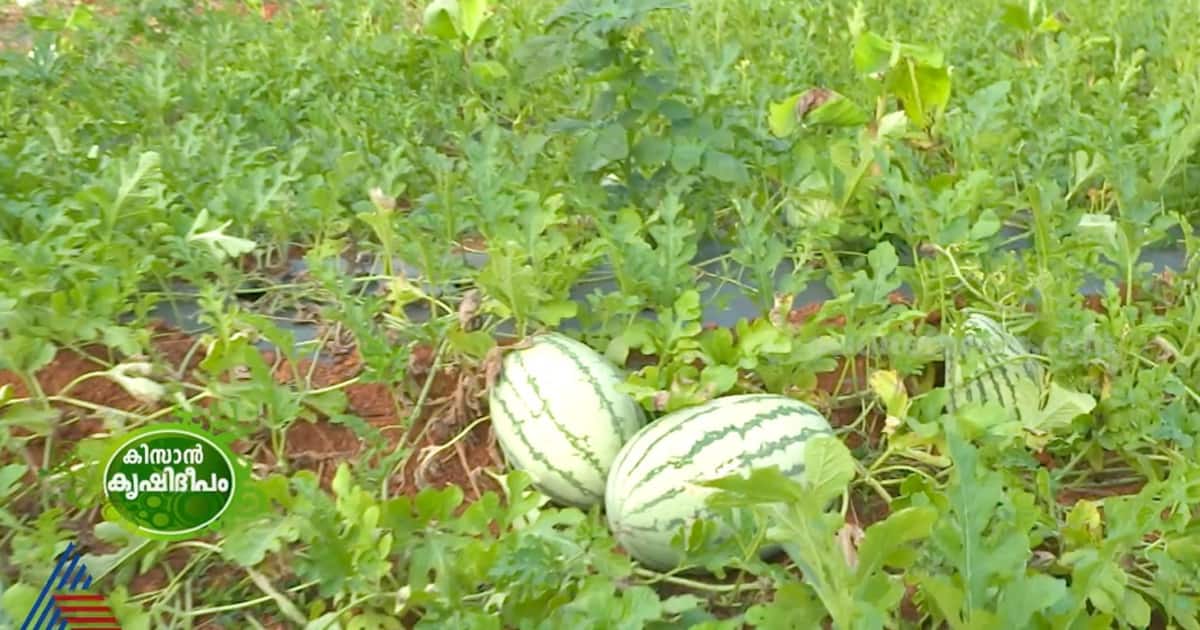 വേനൽ കാലമായാൽ പിന്നെ താരം തണ്ണിമത്തനാണ്;തണ്ണിമത്തൻ കൃഷിയിൽ നൂറുമേനി കൊയ്‌ത് സുഹൃത്തുക്കൾ