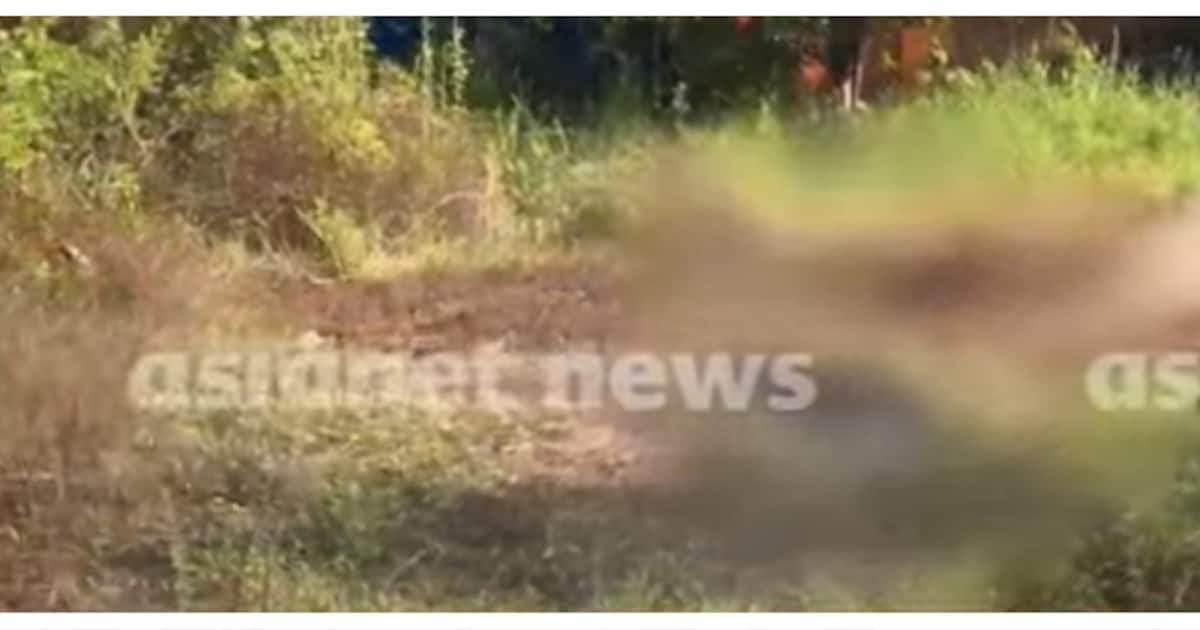 ആളുകളെ കണ്ടതോടെ അടുത്ത പറമ്പിലേക്ക് ഓടിക്കയറി; കുട്ടനാട്ടിൽ കൃഷി നശിപ്പിച്ച കാട്ടുപന്നിയെ വെടിവെച്ചു