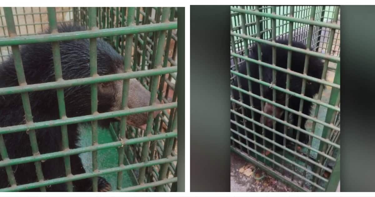 കാലിൽ പരിക്കേറ്റ നിലയിൽ കണ്ടെത്തിയ കരടിക്ക് ഇനി ചികിത്സ; പുത്തൂര്‍ സുവോളജി പാര്‍ക്കിലെത്തിച്ചു