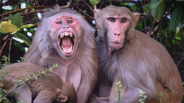 monkey.1.3143351.jpg