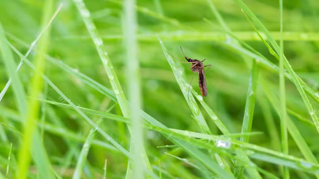 mosquito.1.3143334.jpg